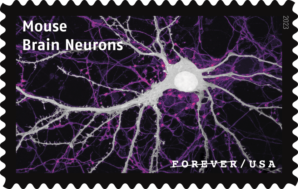 2023 Life Magnified Stamps - Forever Stamps