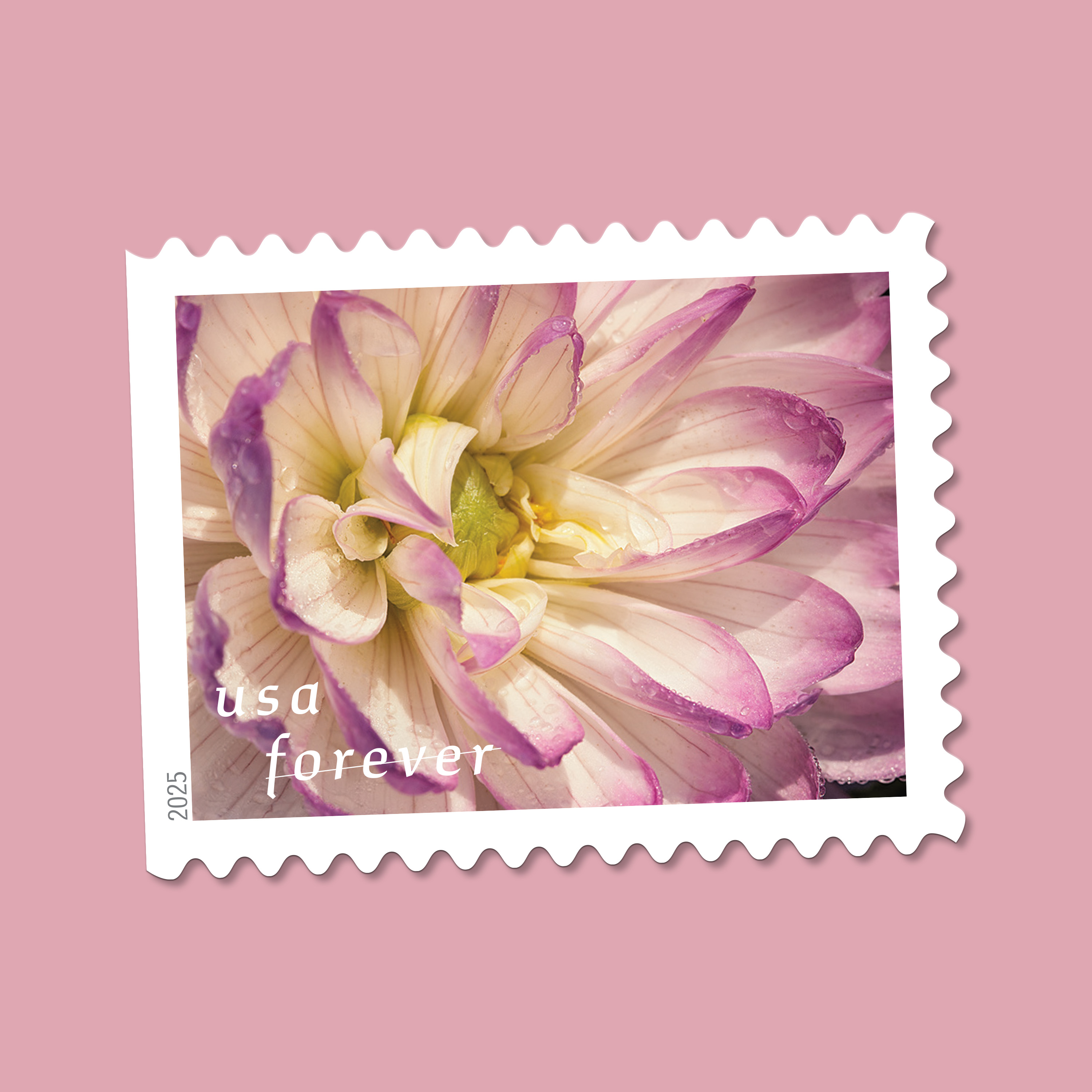 2025 Forever Stamps Dahlias Stamps - Forever Stamps
